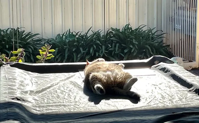 Sunbathing On The Pool Table …saturday Morning At Its Best!
