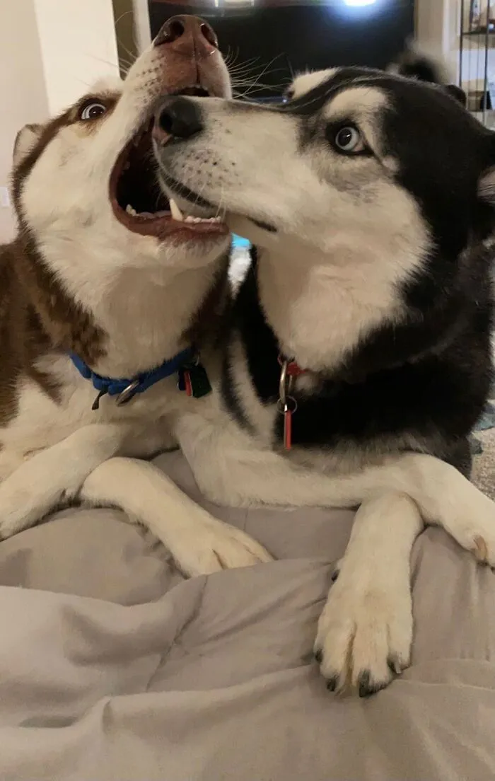 Boop.