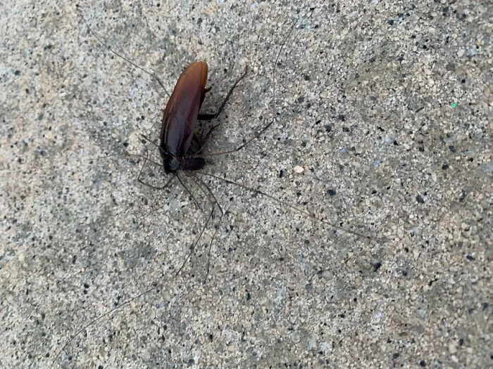 A Daddy Longlegs Eating A Cockroach 🤮