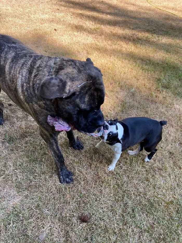 My Mastiff And Boston Terrier.  My Mastiff Could Win, But Lets My Boston Win Every So Often.