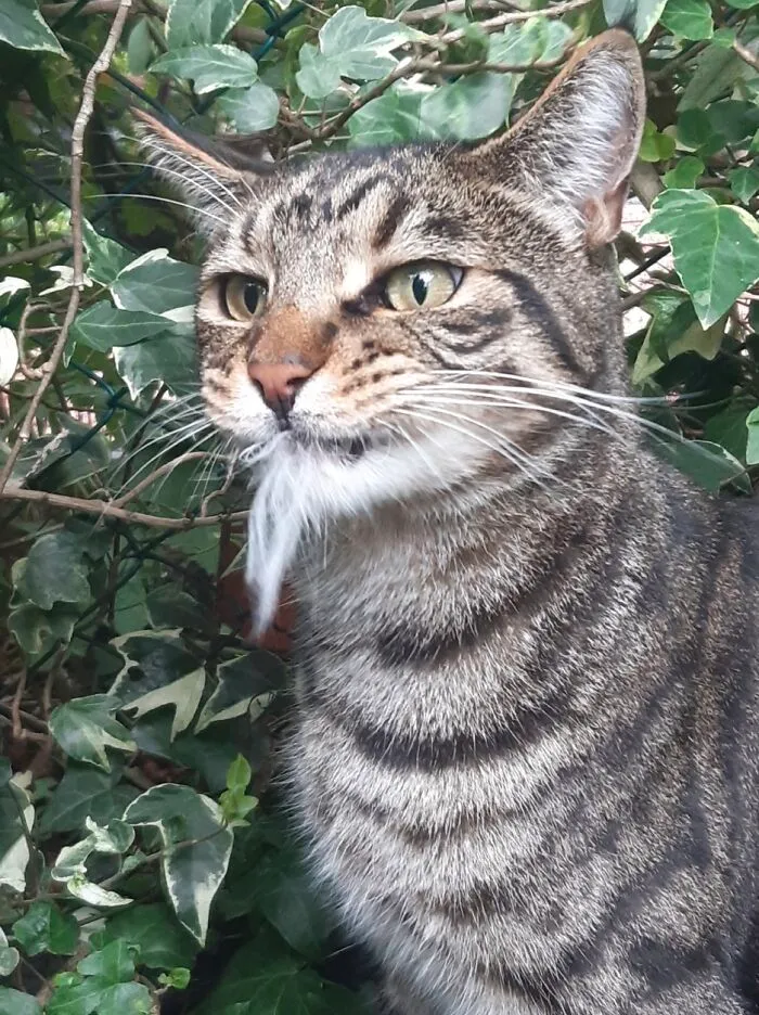 Neighbours Cat Was Tasty!