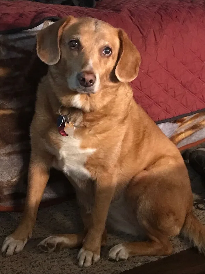 Bailey