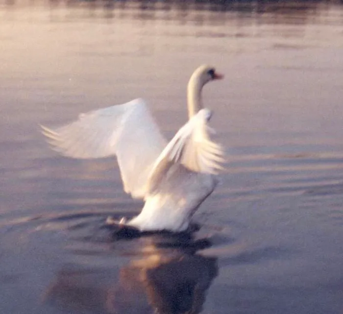 Swan