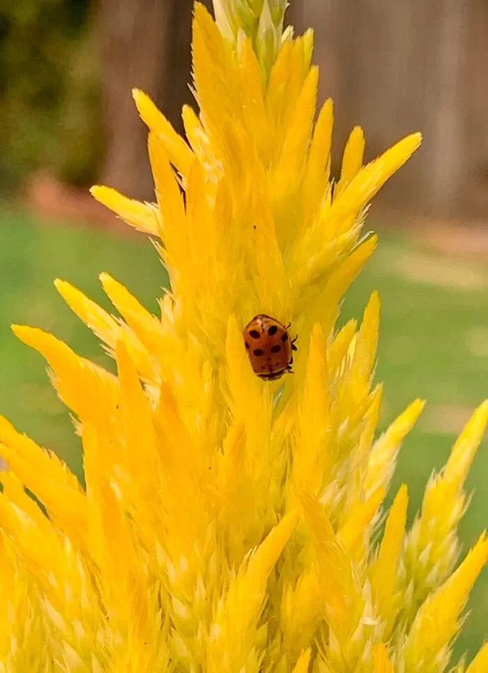 Garden Visitor