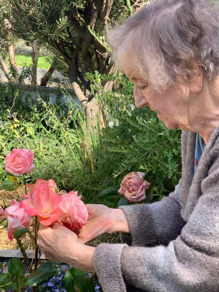 My Mum Suffers With Alzheimer’s. She Loved The Flowers On The Rose Bush My Late Dad Gave Me.