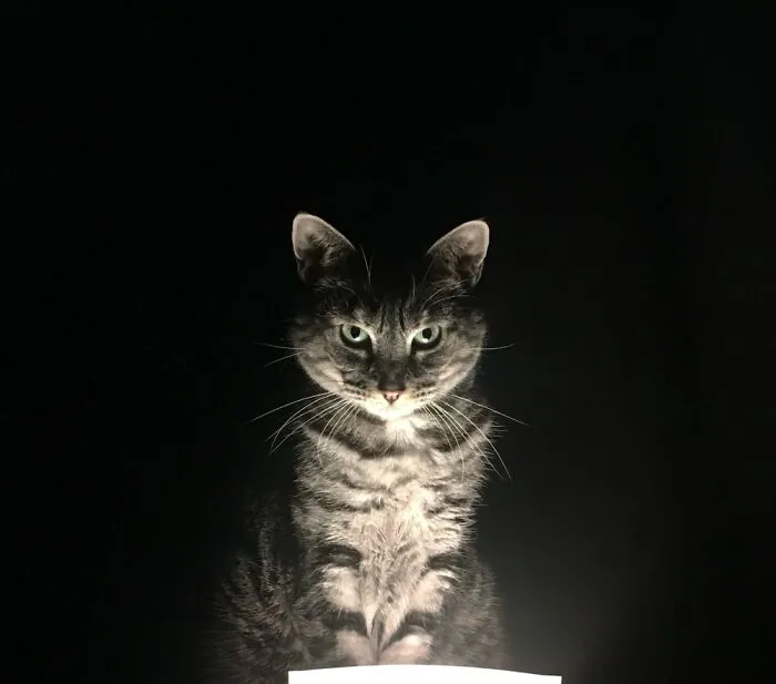 Ellie