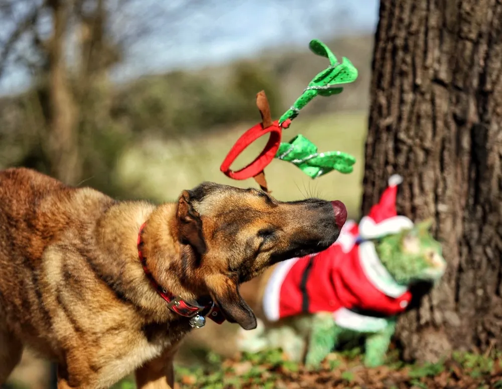 Grinchy Catmas