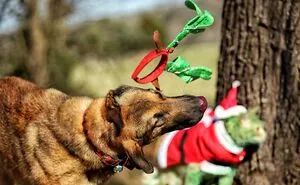 Grinchy Catmas