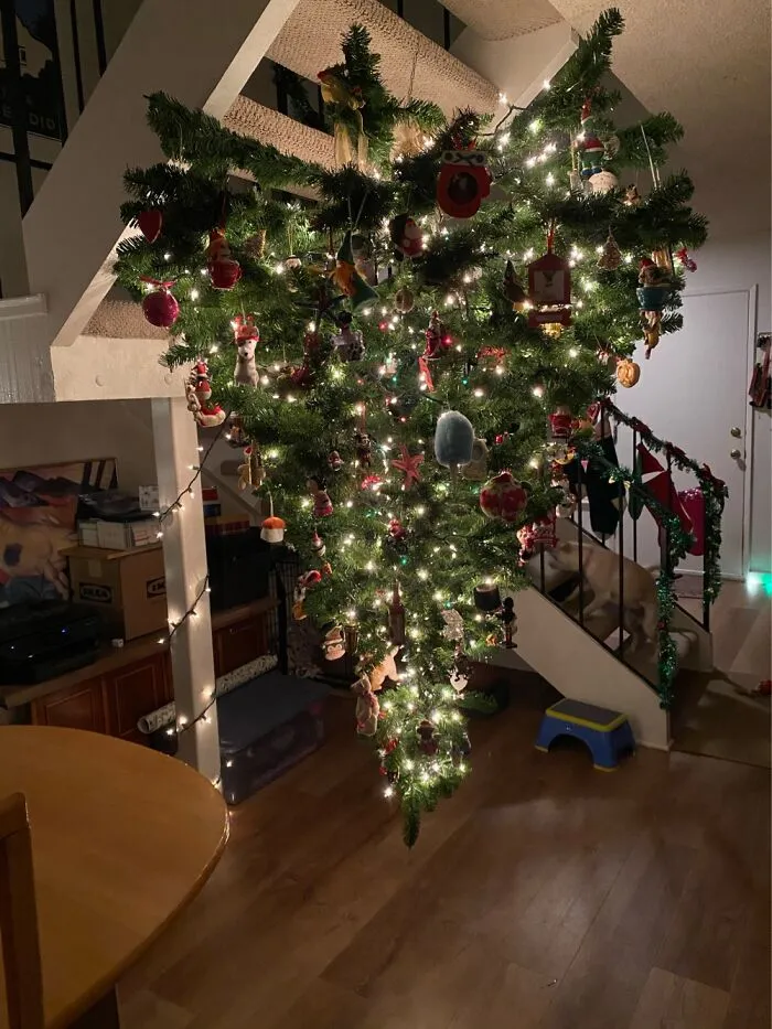 Dog-Proofing The Christmas Tree By Hanging It Upside Down And Out Of Reach.