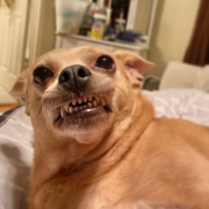 The Derpiest