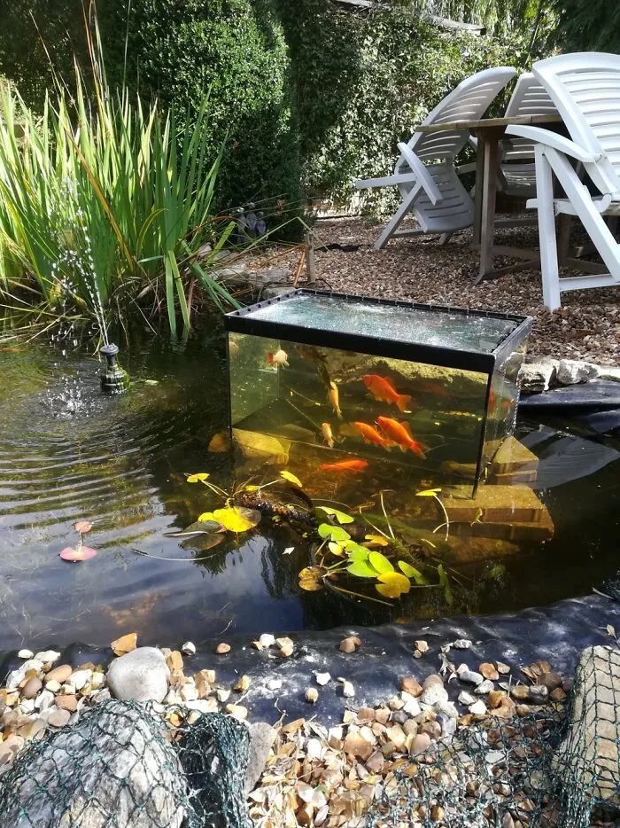 Here Are My Fish Enjoying Their Window On The World