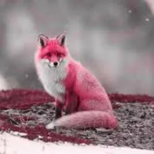 EpicFox