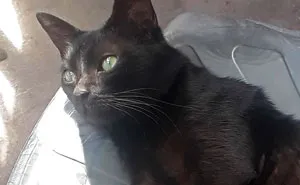 Woman Gets What She Deserves After Kicking Out BF's Cat From His House When He Wasn't Around