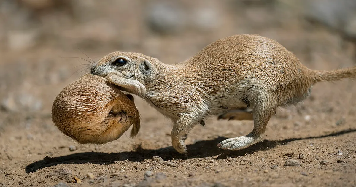 20 fotos ganadoras de los premios Nature Photographer del año 2021
