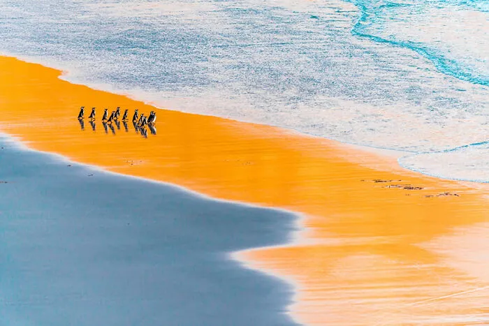 Segundo puesto en la categoría Aves: "Expedición de pesca al amanecer" por Miquel Angel Artús Illana