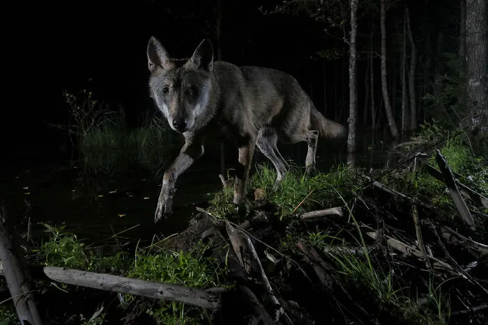 Runner-Up, Mammals: "Young Wolf (Canis Lupus)" By Aare Udras