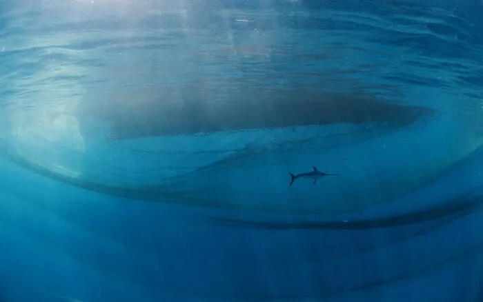 Winner, Human And Nature: "The King Of The Ocean" By Javier Murcia