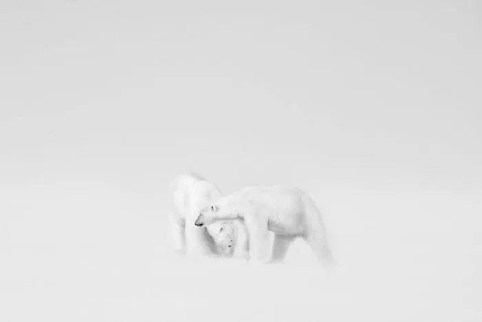 Ganador de la categoría Blanco y negro: “Boda blanca” por Roie Galitz