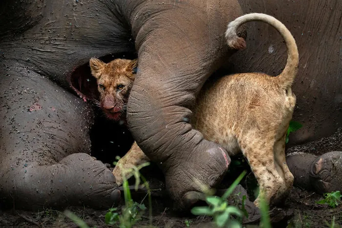 Segundo puesto en la categoría Retrato animal: “El último abrazo” por Roie Galitz