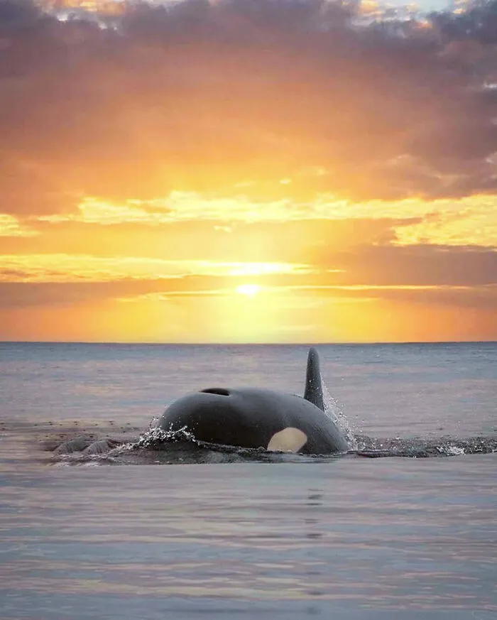 Professional Photographer Captures Magical Photos Of Orcas Basking In A Sunset (27 Pics)