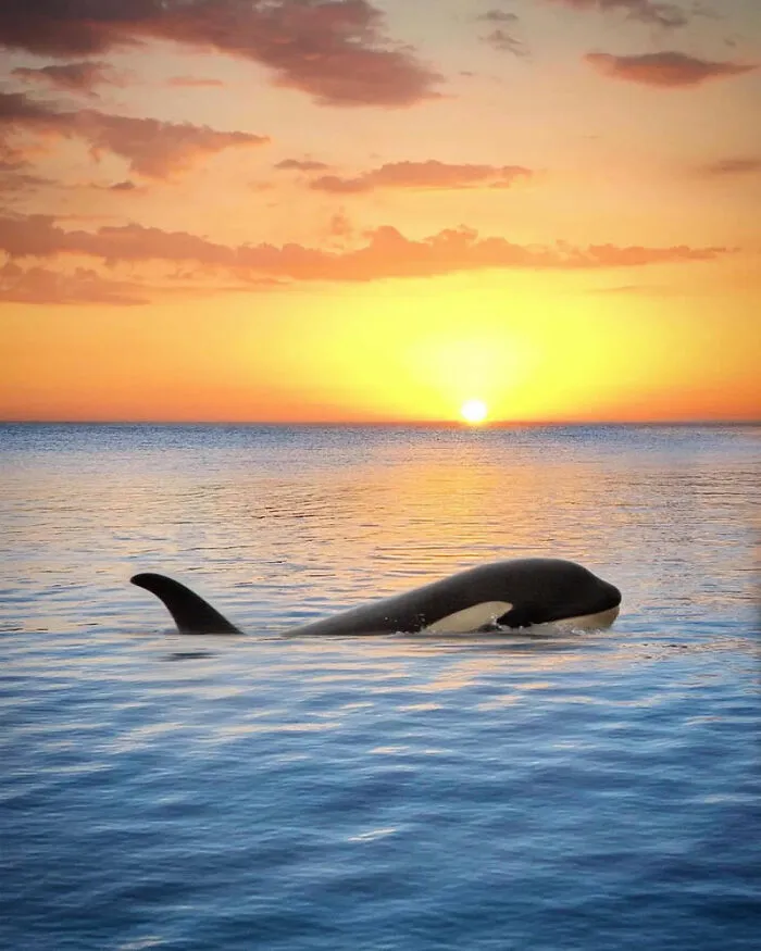 Professional Photographer Captures Magical Photos Of Orcas Basking In A Sunset (27 Pics)