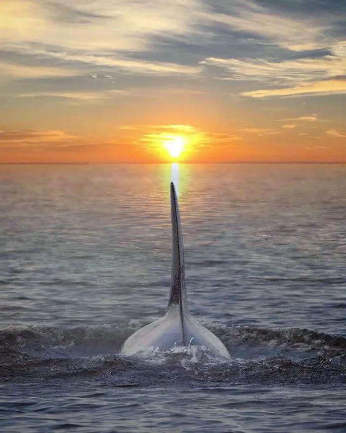 Professional Photographer Captures Magical Photos Of Orcas Basking In A Sunset (27 Pics)