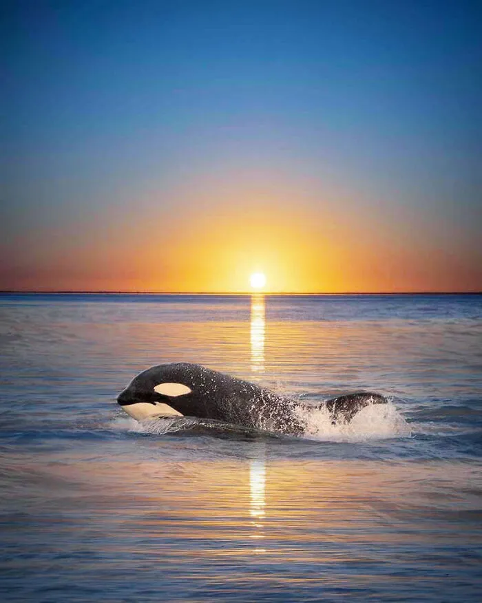 Professional Photographer Captures Magical Photos Of Orcas Basking In A Sunset (27 Pics)