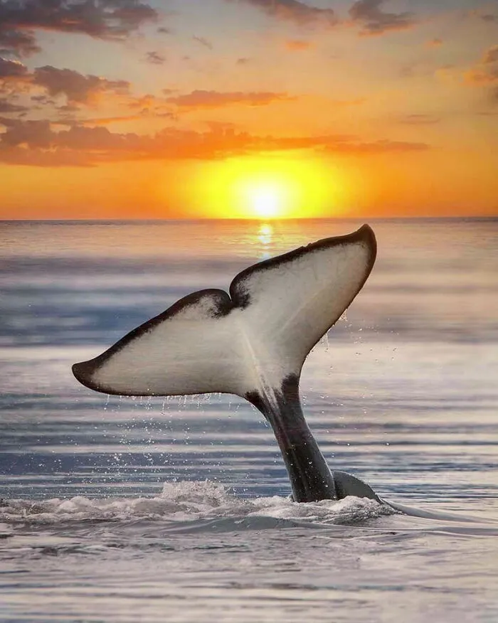 Professional Photographer Captures Magical Photos Of Orcas Basking In A Sunset (27 Pics)