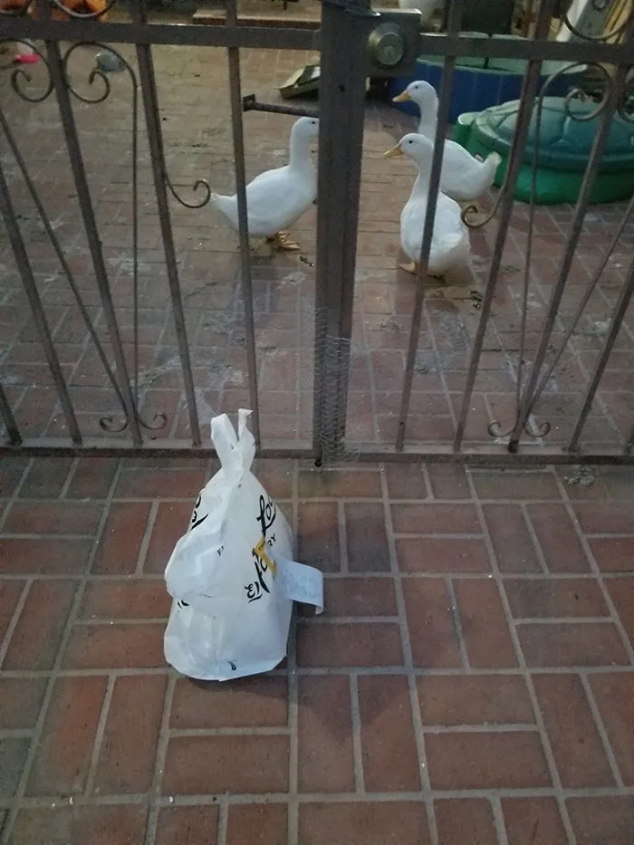 Esto me sorprendió cuando entregué el pedido jajaja