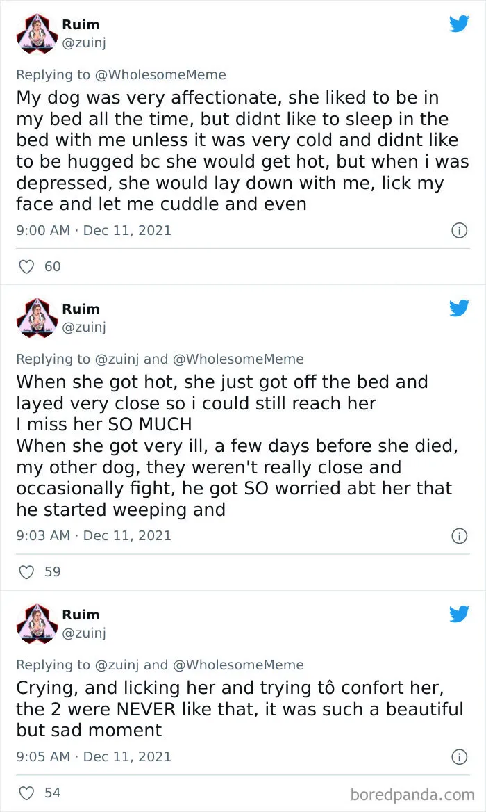 30 Times Pets Creeped Out Their Owners With Their Intelligence