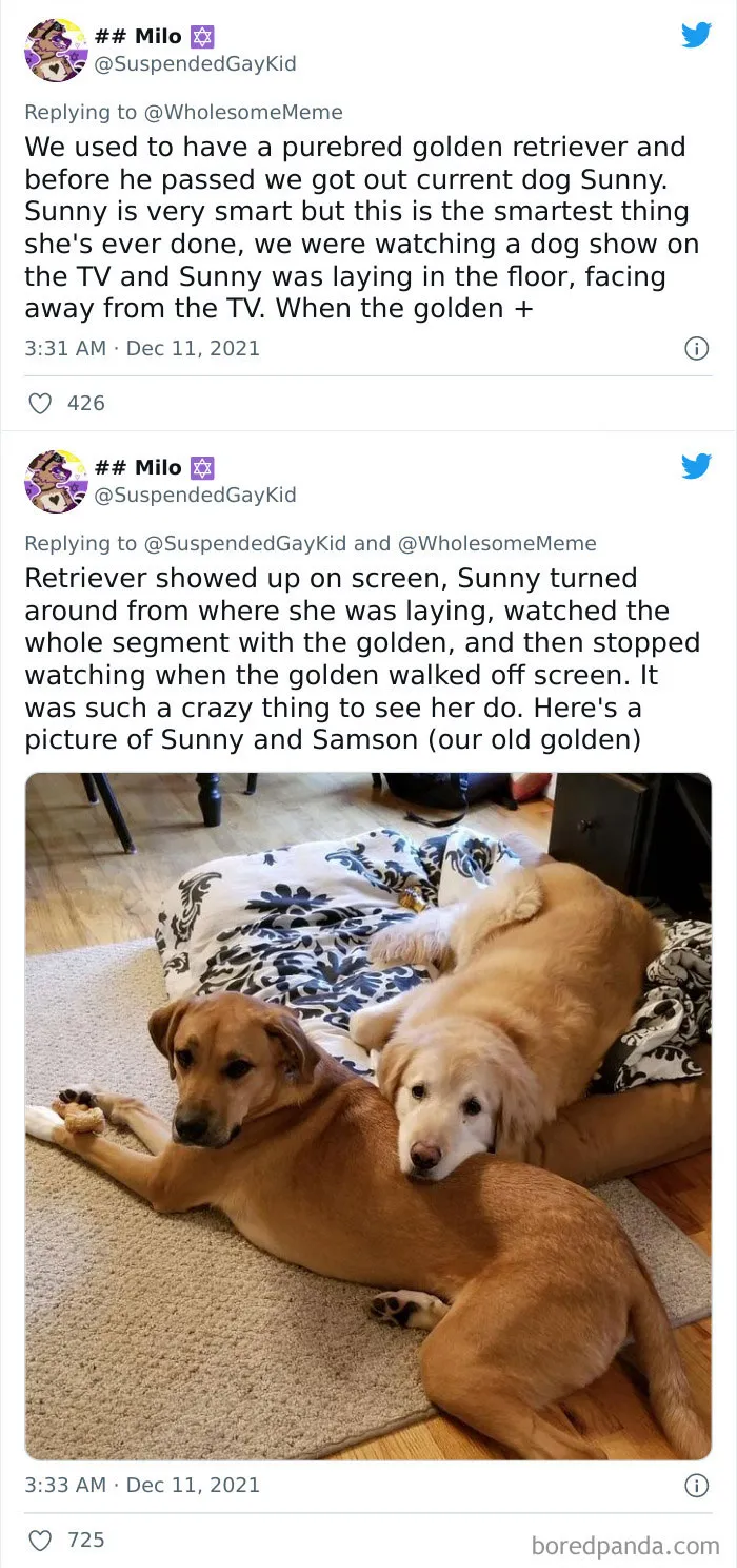 30 Times Pets Creeped Out Their Owners With Their Intelligence
