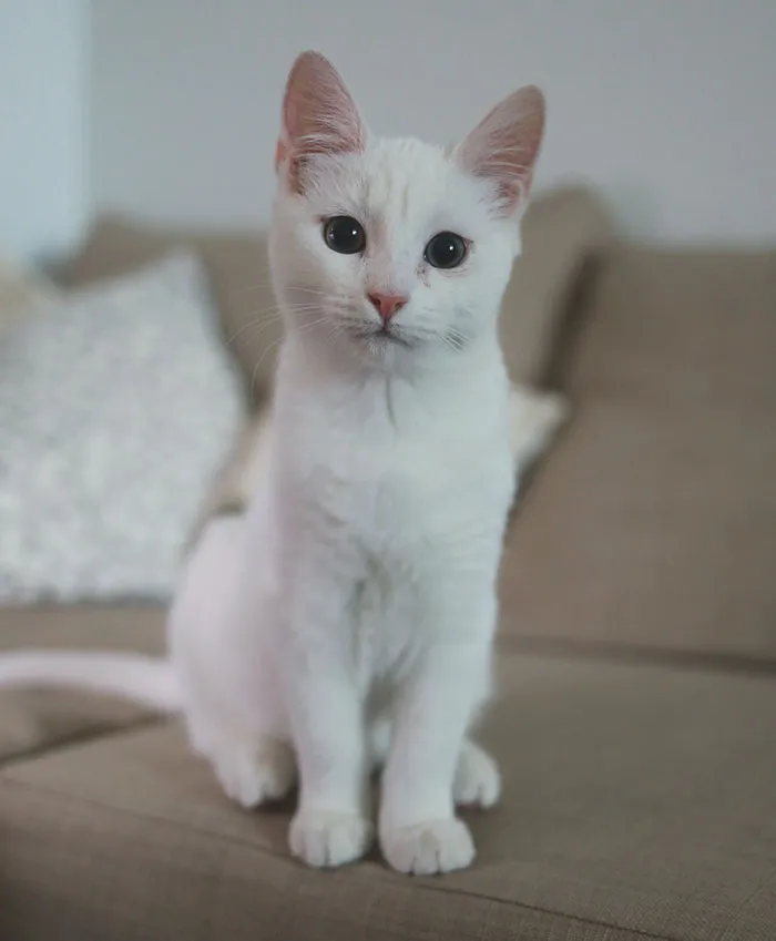 40 Funny And Bizarre Things Pets Do According To Their Owners Who Claim That Nobody Believes Them