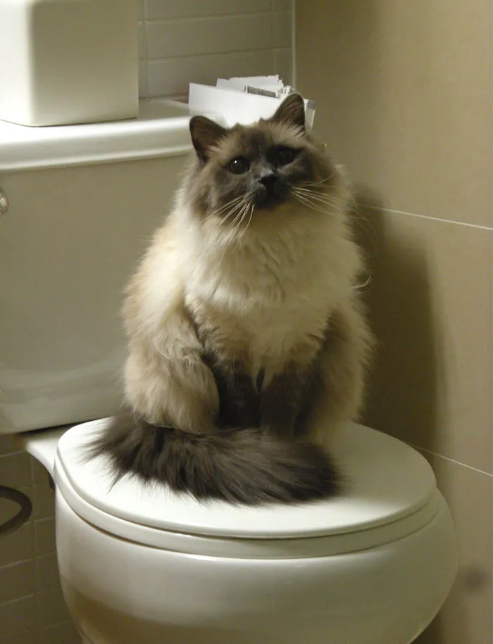 25 Mascotas que hacen cosas extrañas y divertidas, pero sus dueños dicen que nadie les cree