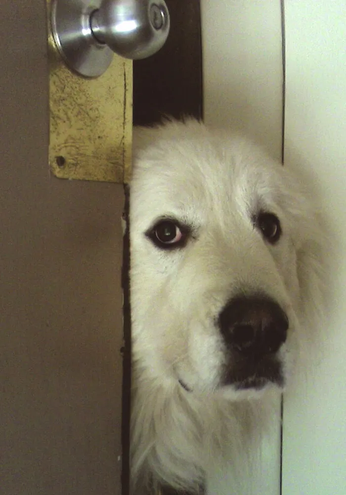 25 Mascotas que hacen cosas extrañas y divertidas, pero sus dueños dicen que nadie les cree
