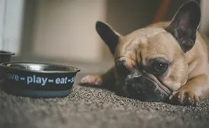 40 Funny And Bizarre Things Pets Do According To Their Owners Who Claim That Nobody Believes Them
