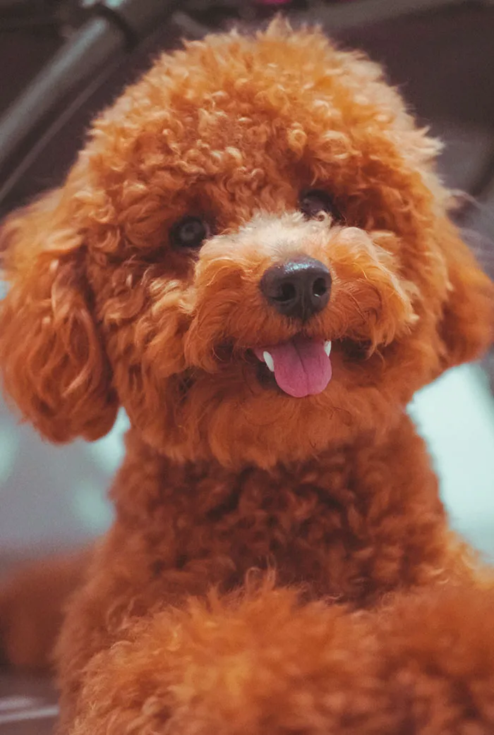 25 Mascotas que hacen cosas extrañas y divertidas, pero sus dueños dicen que nadie les cree