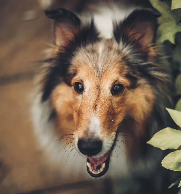 25 Mascotas que hacen cosas extrañas y divertidas, pero sus dueños dicen que nadie les cree