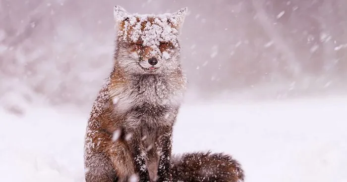 My 19 Pictures Of A Fox In Winter Wonderland