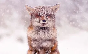 My 19 Pictures Of A Fox In Winter Wonderland