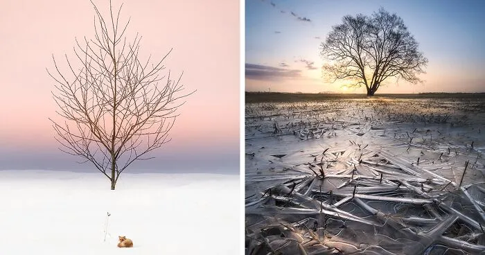 I Took Dreamy-Looking Pictures Of Trees In My Hometown Of Hokkaido, Japan, And Here's The Result (25 Pics)