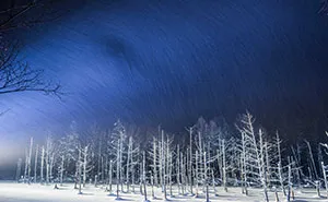I Took Dreamy-Looking Pictures Of Trees In My Hometown Of Hokkaido, Japan, And Here's The Result (25 Pics)