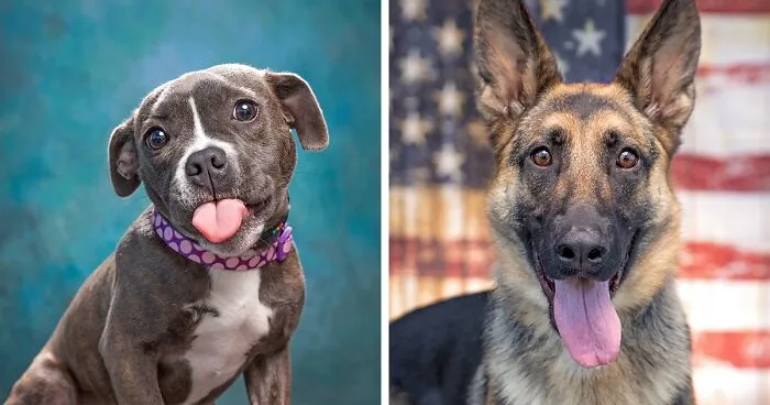 I Volunteer To Take Photos Of Shelter Dogs, And Here Are 40 Of Them