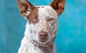 I Volunteer To Take Photos Of Shelter Dogs, And Here Are 40 Of Them