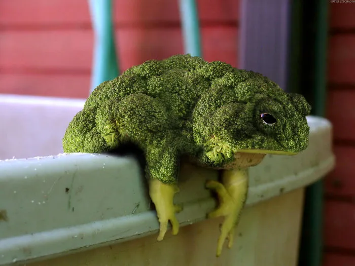 DesignCrowd Hosts A Frog Photoshop Contest, And Here Are 30 Of The Best Submissions