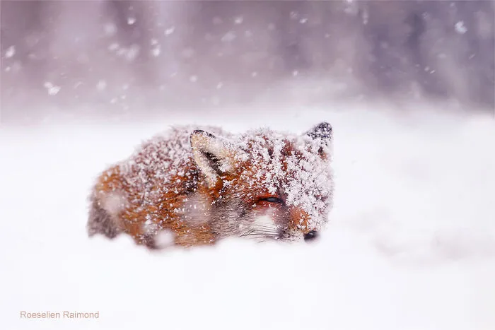 Red Fox In A Snow Storm
