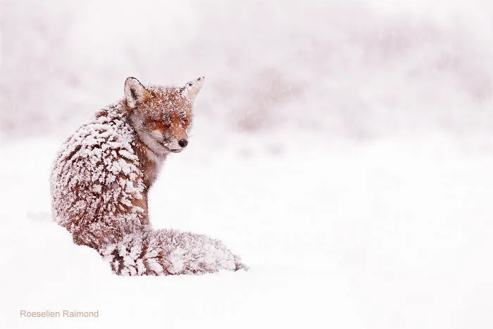 White, White, White...and A Bit Of Red