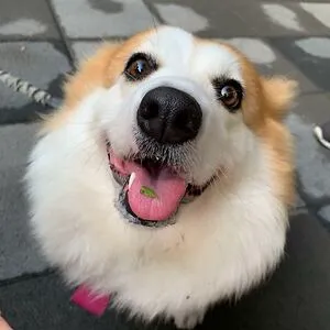 Corgo Man