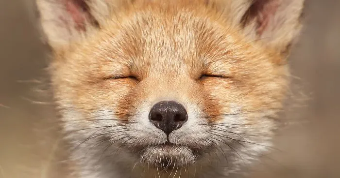 I Took 30 Pictures Of Different Foxes That Tell A Lot About Their Personalities