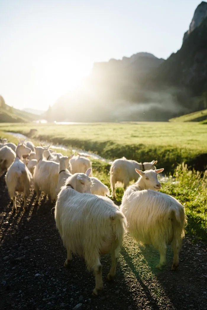 I Am A Mountain-Obsessed Hiker And Photographer And Here Are My 30 Pics I Took In The Swiss Alps