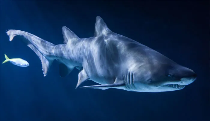 30 Of The Most Creepy Or Weird Things People Witnessed In Oceans, As Shared In This Online Group